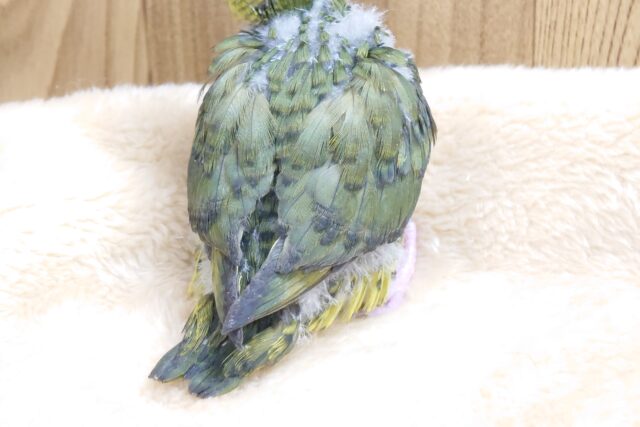 サザナミインコ