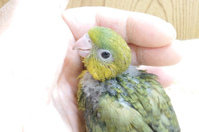 サザナミインコ