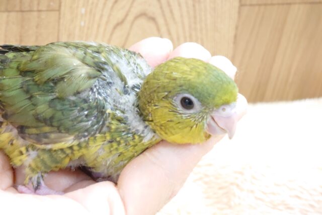 サザナミインコ