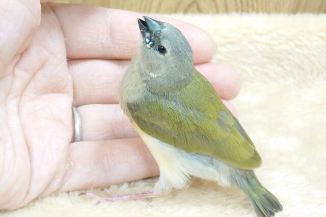 【最新動画更新🪄】きらきらビーズに吸い込まれます。。 コキンチョウ~~ コキンチョウ