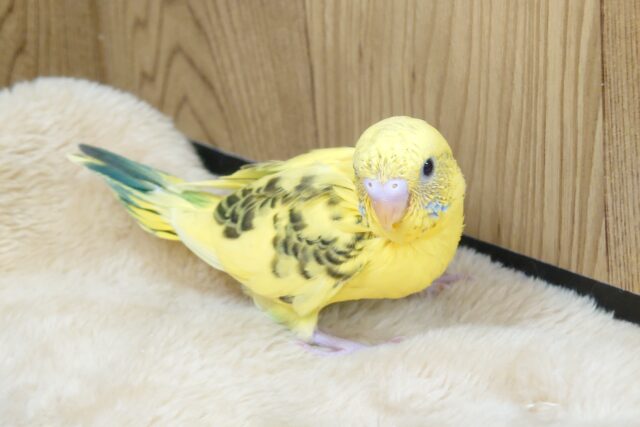 セキセイインコ