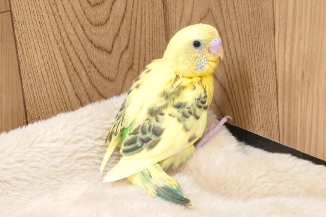 セキセイインコ