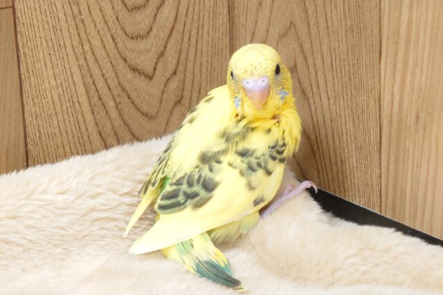 セキセイインコ