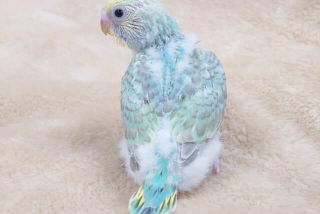 セキセイインコ