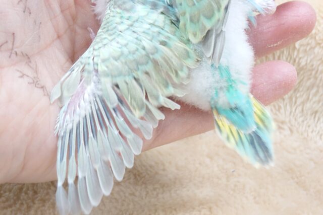 セキセイインコ