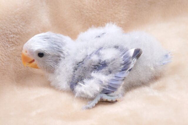 コザクラインコ（小桜インコ）