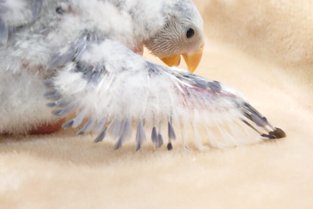 コザクラインコ（小桜インコ）