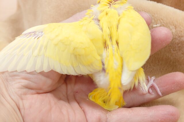 セキセイインコ