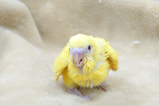 セキセイインコ