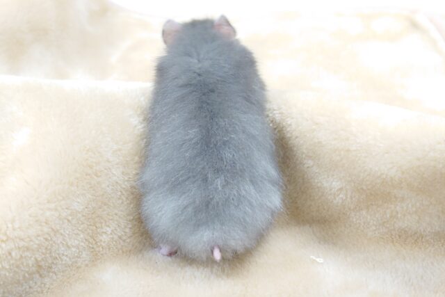 ゴールデンハムスター