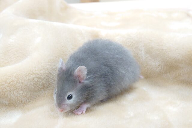 ゴールデンハムスター