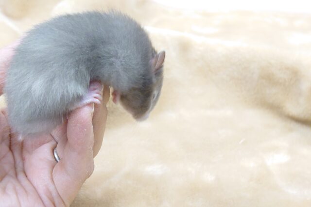 ゴールデンハムスター