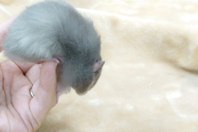 ゴールデンハムスター