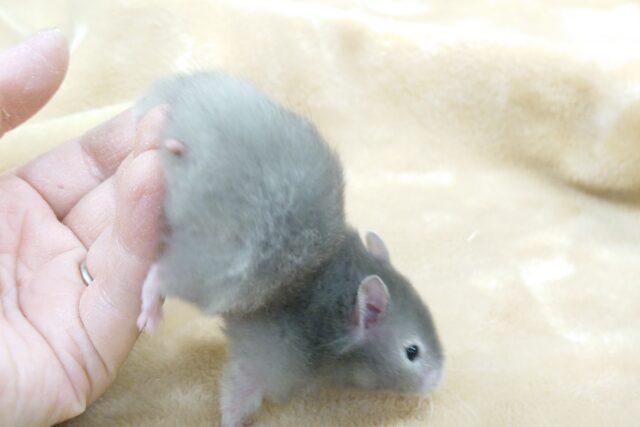 ゴールデンハムスター