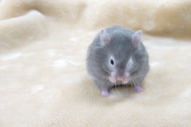 ゴールデンハムスター