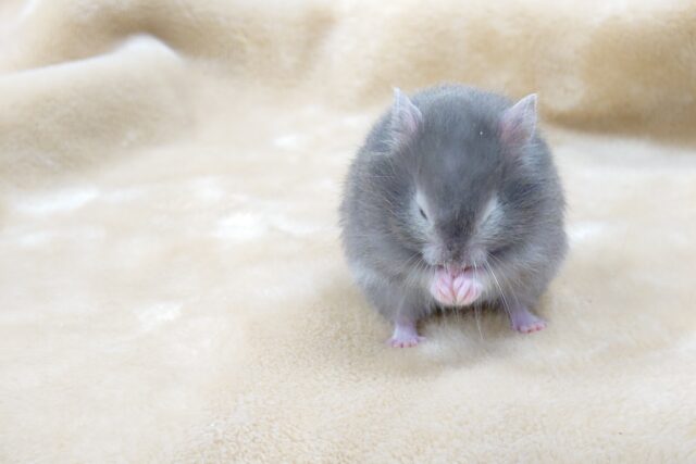 ゴールデンハムスター