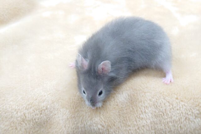 ゴールデンハムスター