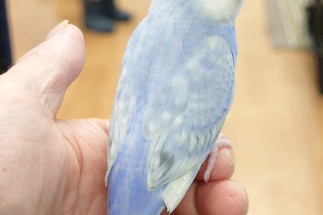 セキセイインコ