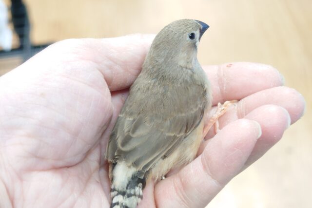 錦花鳥（キンカチョウ）