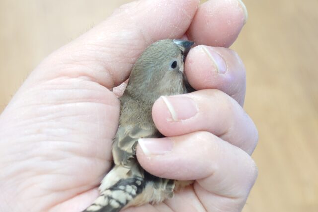 錦花鳥（キンカチョウ）