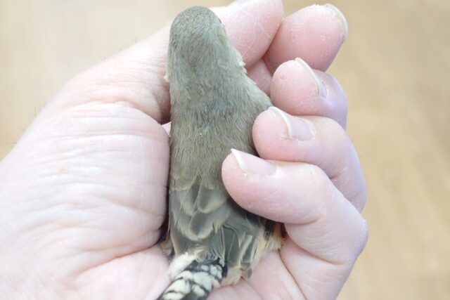 錦花鳥（キンカチョウ）