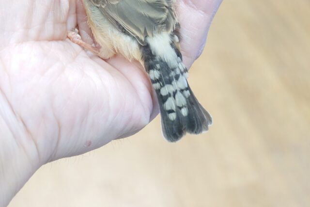 錦花鳥（キンカチョウ）