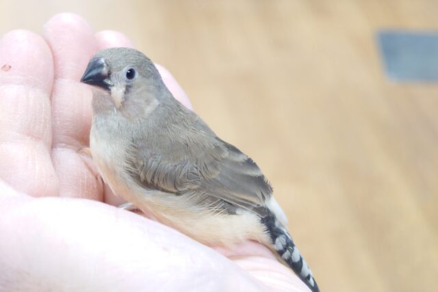 錦花鳥（キンカチョウ）