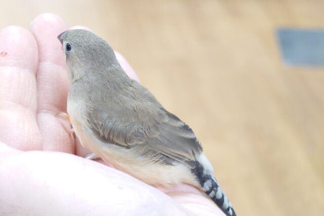 錦花鳥（キンカチョウ）