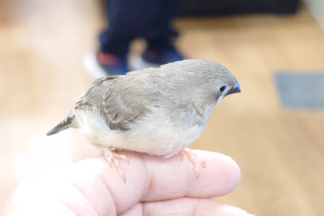 錦花鳥（キンカチョウ）