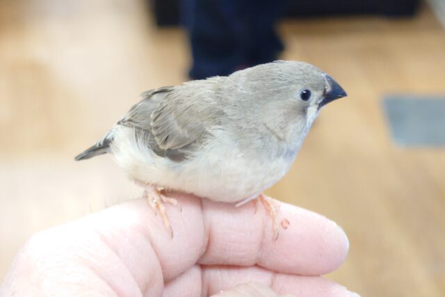 錦花鳥（キンカチョウ）