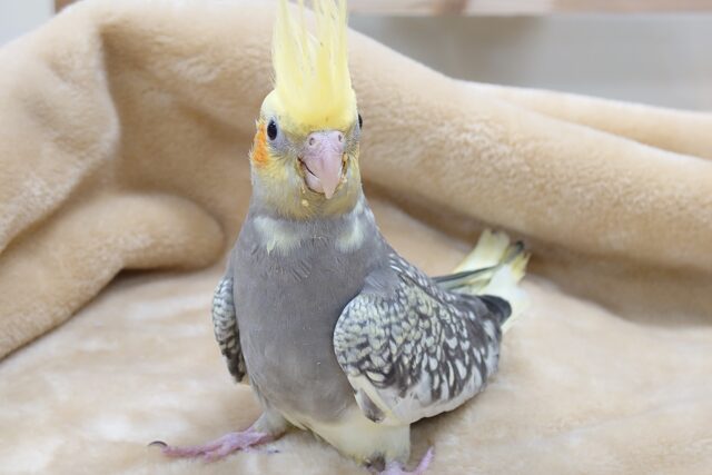 オカメインコ