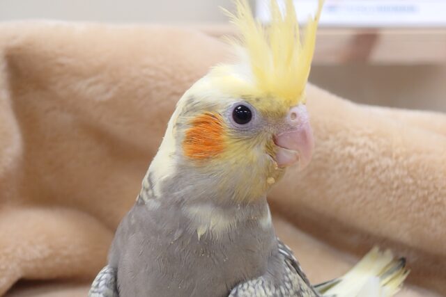 オカメインコ