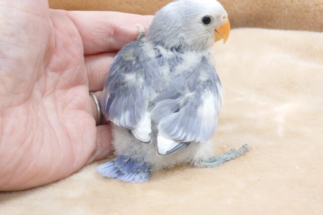 コザクラインコ（小桜インコ）