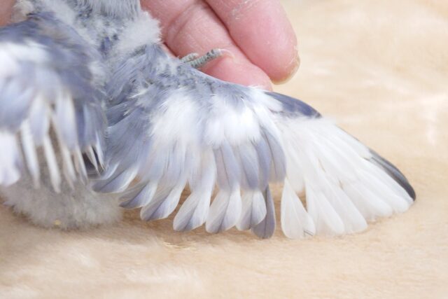 コザクラインコ（小桜インコ）