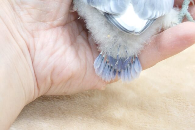 コザクラインコ（小桜インコ）