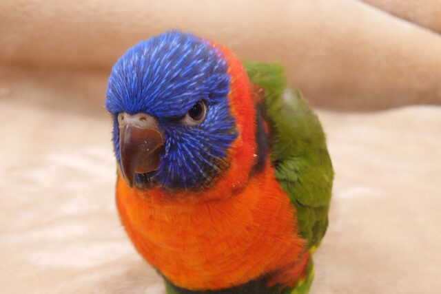 ゴシキセイガイインコ