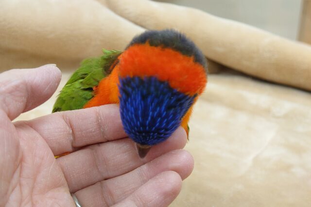 ゴシキセイガイインコ