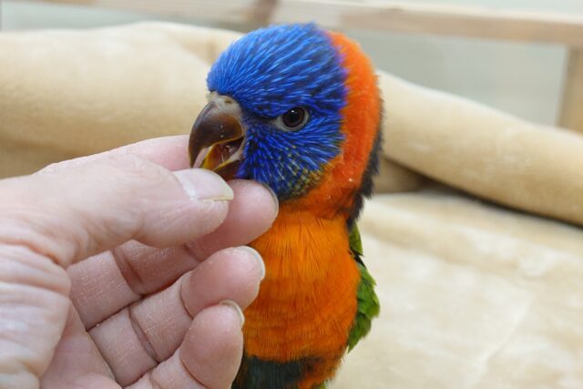 ゴシキセイガイインコ