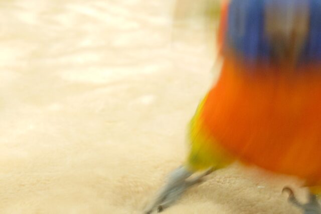 ゴシキセイガイインコ