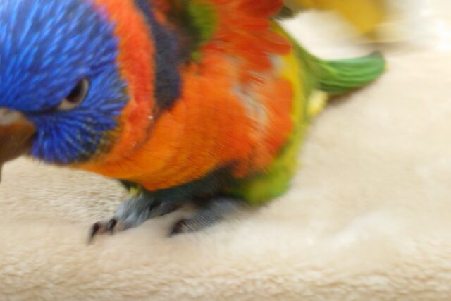 ゴシキセイガイインコ