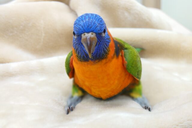 ゴシキセイガイインコ