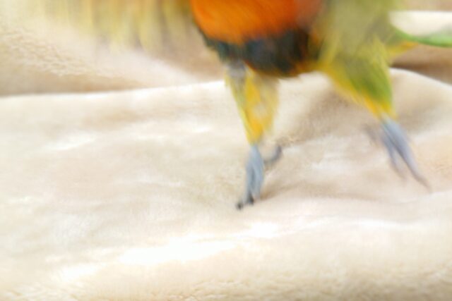 ゴシキセイガイインコ