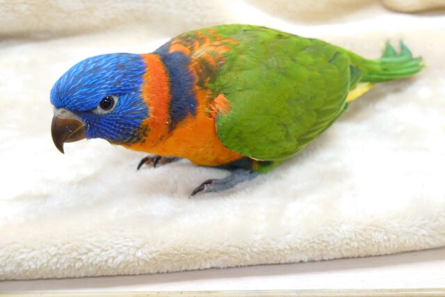 ゴシキセイガイインコ