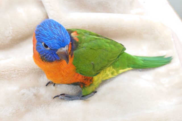 ゴシキセイガイインコ