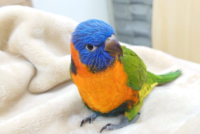 ゴシキセイガイインコ