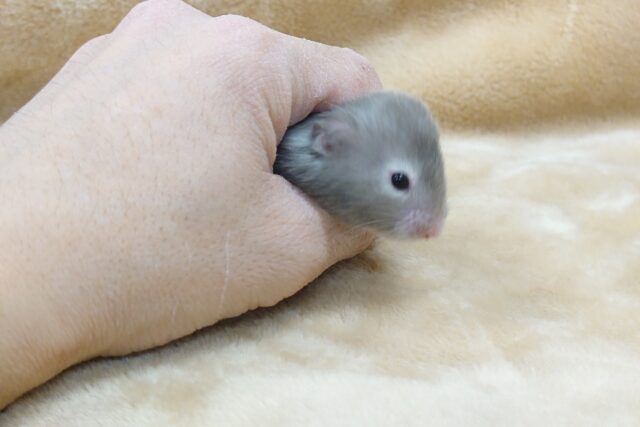 ゴールデンハムスター