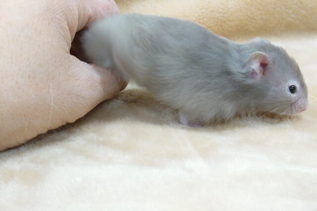 ゴールデンハムスター