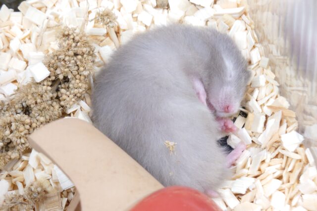 ゴールデンハムスター