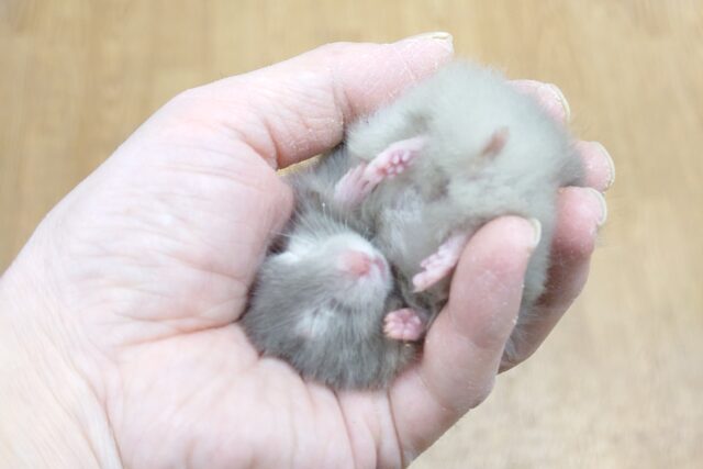 ゴールデンハムスター