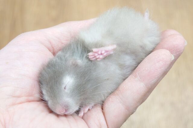 ゴールデンハムスター